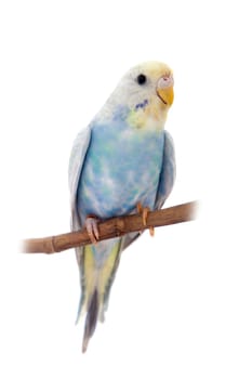 Rawinbow budgerigar, Melopsittacus undulatus, isolated on the white background