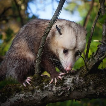 The Virginia or North American opossum, Didelphis virginiana, in the garden