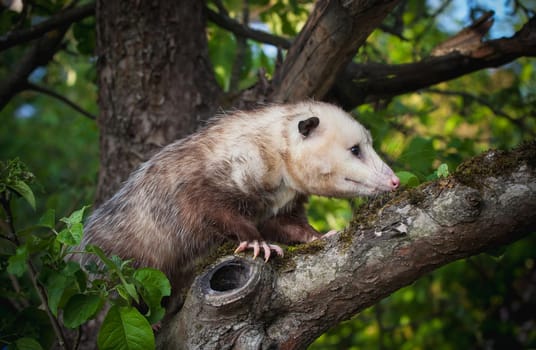 The Virginia or North American opossum, Didelphis virginiana, in the garden