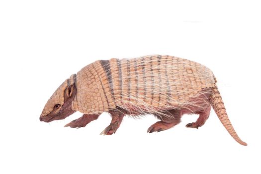 Six-banded armadillo, Euphractus sexcinctus, isolated on white background