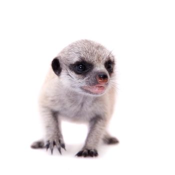 The meerkat or suricate cub, Suricata suricatta, isolated on white