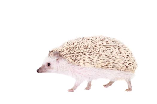 Domesticated hedgehog or African pygmy, isolated on white background