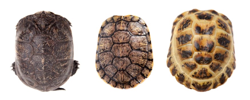 Different Tortoiseshells isolated on the white background