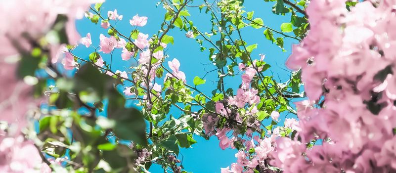 Blooming beauty, wedding invitation and nature concept - Pastel pink blooming flowers and blue sky in a dream garden, floral background