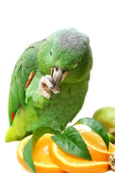 Mealy Amazon parrot, Amazona farinosa eating of a white background