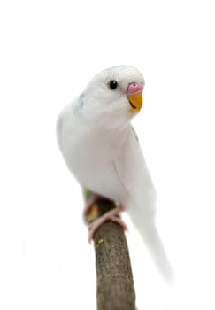 Budgie 1,5 mounths isolated on the white background