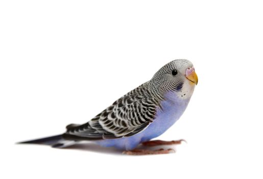 Budgie 1,5 mounths isolated on the white background