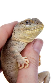 Bibron's iguana, Diplolaemus bibronii, isolated on white background