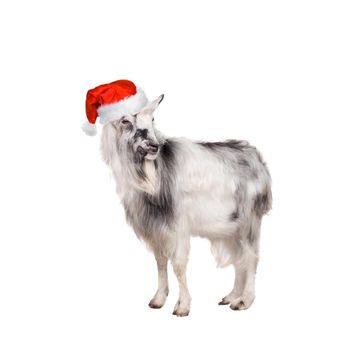 Portrait Of Goat in christmas hat Isolated On White. Simbol 2015