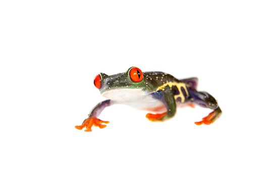 Red eyed tree frog, Agalychnis callidryas, at night isolated on white