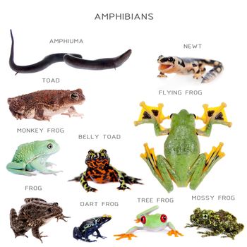 Amphibian education set, isolated on white background