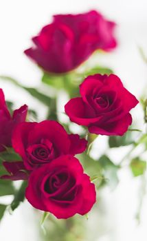 Tender bouquet of roses, floral gift and beautiful flowers closeup