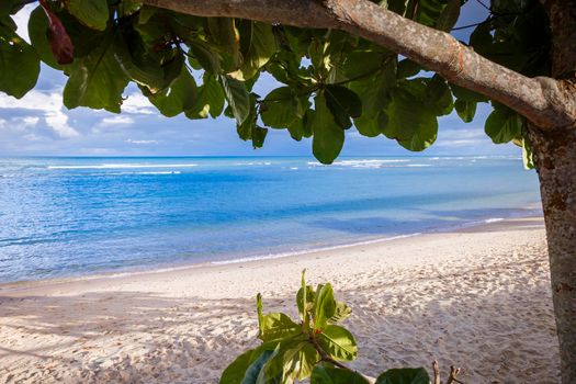Idyllic Porto Seguro Beach at sunny day with tropical tree in BAHIA, Brazil, Northeastern Brazil