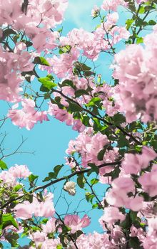 Blooming beauty, wedding invitation and nature concept - Pastel pink blooming flowers and blue sky in a dream garden, floral background