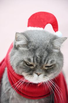 a gray sad british cat in a santa costume sits in a basket near the christmas tree, High quality photo