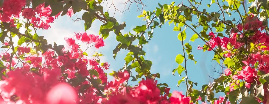 Floral background, spring nature and botanical beauty concept - Coral blooming flowers and blue sky, feminine style background