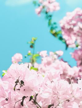 Blooming beauty, wedding invitation and nature concept - Pastel pink blooming flowers and blue sky in a dream garden, floral background