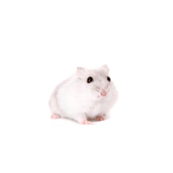 Djungarian Hamster, Phodopus sungorus, baby isolated on white