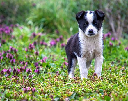Little patterned puppy in the grass. Close up