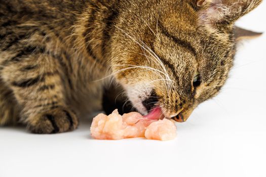 domestic tabby cat eating raw chicken meat on white background
