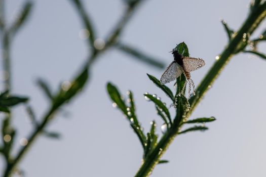 Imago of Ephemeroptera Mayfly sits on grass with dew drops on wings at summer morning