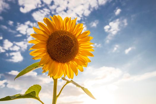 sunflower flower against the blue sky. Big sunflower close up.