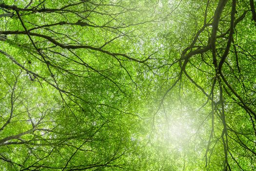 Bottom view of tree with green leaves and branches in tropical forest. Fresh environment in park. Green tree give oxygen in summer garden. Environmental conservation. Ecology concept. Carbon reduction