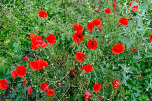 Flowers Red poppies bloom in a wild field. Beautiful red poppies with selective focus.
