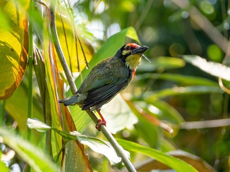 The Coppersmith barbet bird in the garden