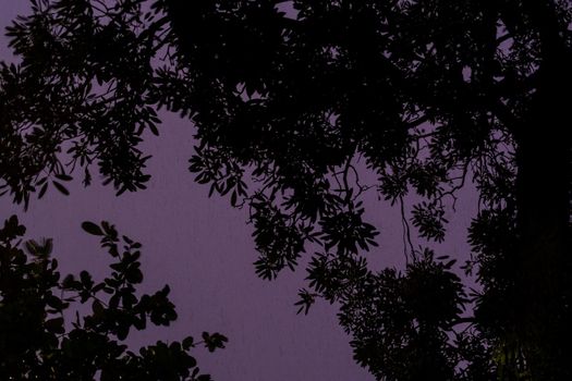 moving silhouette of trees in the rain as a backdrop to the haunting mood