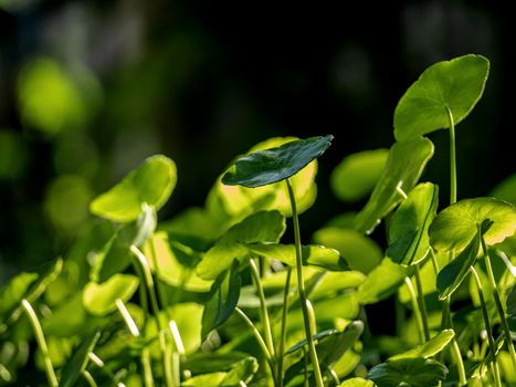 Leaves of Water Pennywort as the green background