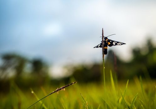 Grass Moths on the grass flower