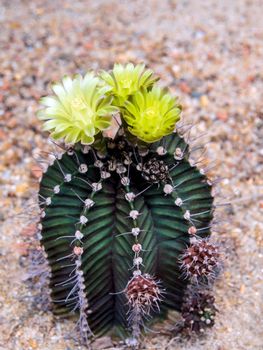 Yellow flower of Gymnocalycium cactus, LB Gymnocalycium cactus growing in gravel sand ground