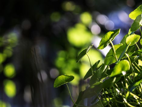 Leaves of Water Pennywort as the green background