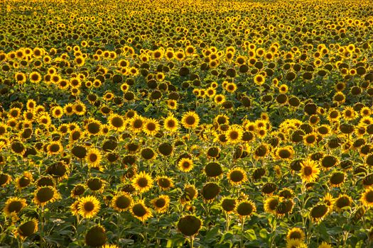 Sunflower field landscape. field of blooming sunflowers  Sunflower natural background 