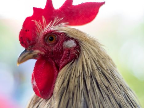 The chubby chicken with white fur