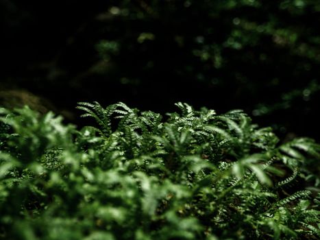 Full-frame texture background of Spike Moss fern leaves