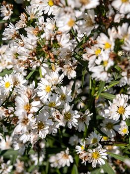 A field of small white flowers, some of which are withering