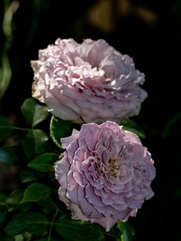 Shape and colors of Princess Kaori roses that bloom in Tropical climates