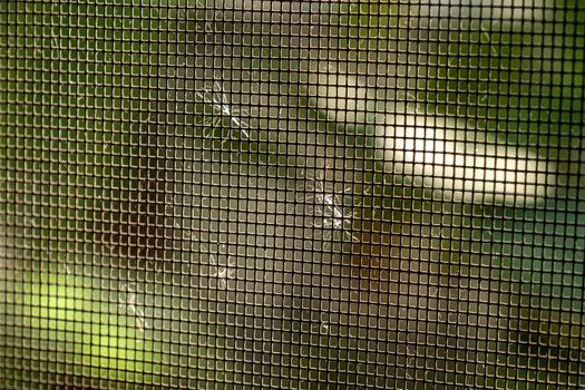 The dried grass flowers were blown by the wind and cling to the nylon nets