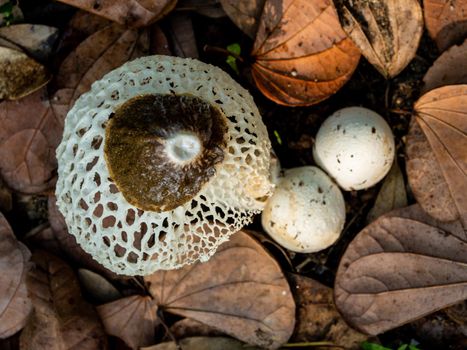 Dancing mushroom growing on the ground full of dry leaves