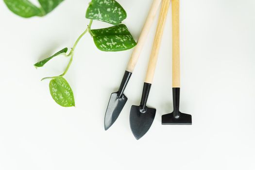 Home floriculture. Plant transplant. Pot, tub, plant transplant tools, drainage, shovel, rake on green branch background, epipremnum flowerpot transplant. Flat lay, horizontal photo