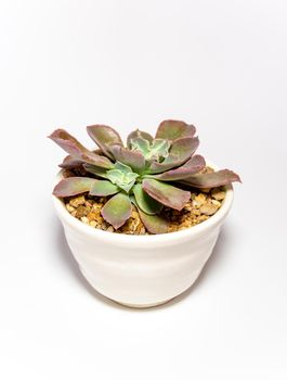 Earthenware pot and freshness leaves of Echeveria plant in white background
