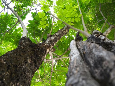 Cracks, notches, abrasions on the surface of large trees In the background that is the leaves of other trees