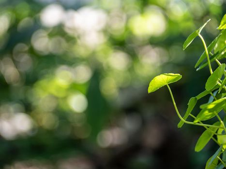 Full-frame leaves of Hydrocotyle umbellate as nature background