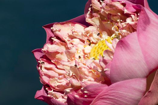 Small Insect the stinglessbee in petal and pollen of pink lotus flower