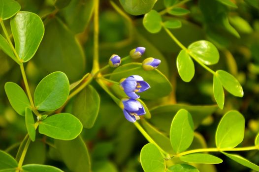 Small purple flowers and shiny green leaves of genus Guaiacum tree of Lignum vitae wood