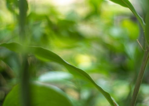 Natural outdoors bokeh background in green and yellow tones, Blurred green tree leaf background with bokeh