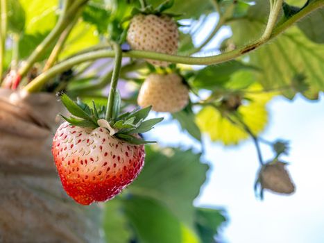 Fresh strawberries have not been collected from a strawberry plant