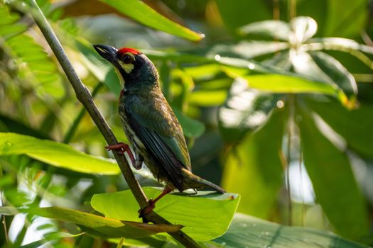 The Coppersmith barbet bird in the garden